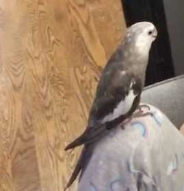 Lost Cockatiel