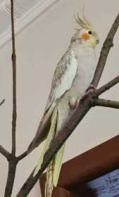 Lost Cockatiel