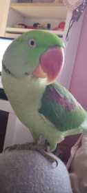 Lost Alexandrine