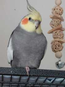 Lost Cockatiel