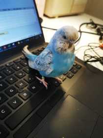 Lost Budgerigar