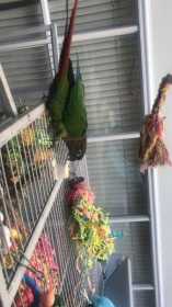 Lost Conure