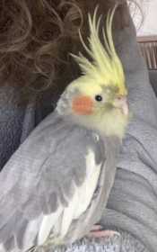 Lost Cockatiel