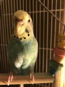 Lost Budgerigar