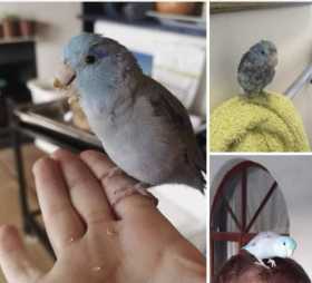 Lost Parrotlet