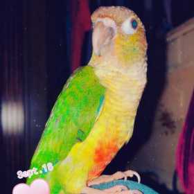 Lost Conure