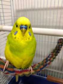 Lost Budgerigar