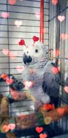 Lost African Grey