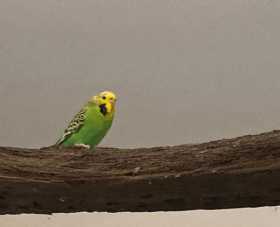 Lost Budgerigar