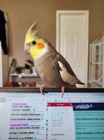 Lost Cockatiel