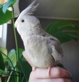 Lost Cockatiel