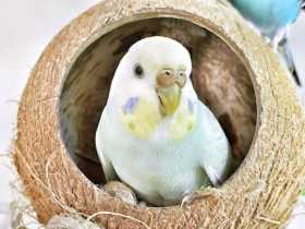 Lost Budgerigar