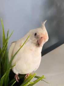 Lost Cockatiel