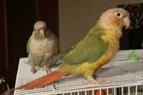 Lost Conure