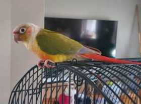 Lost Conure