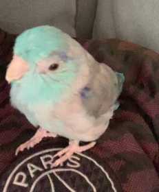 Lost Parrotlet