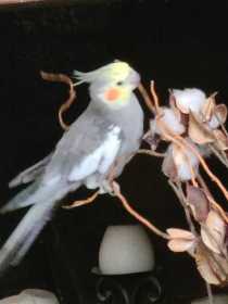 Lost Cockatiel