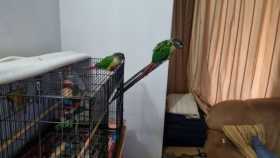 Lost Conure