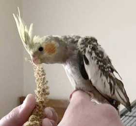 Lost Cockatiel