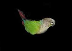Lost Conure