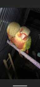 Lost Conure