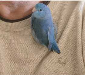Lost Parrotlet