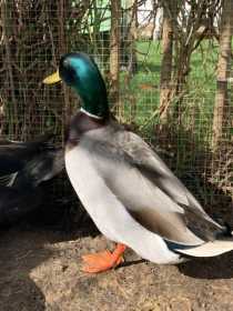 Lost Duck