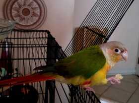 Lost Conure