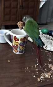 Lost Conure