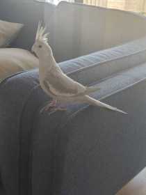 Lost Cockatiel