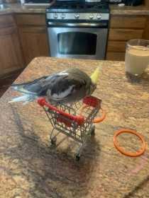 Lost Cockatiel