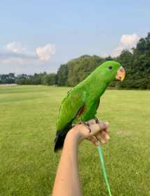 Lost Eclectus
