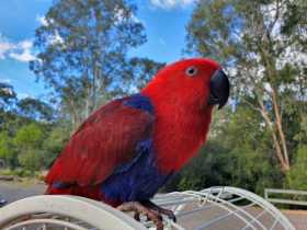 Lost Eclectus