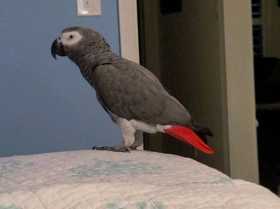 Lost African Grey