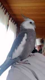 Lost Cockatiel