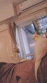 Lost Cockatiel