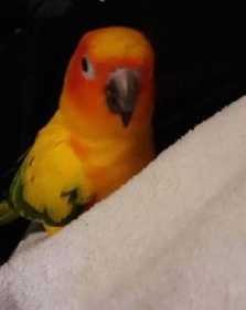 Lost Conure