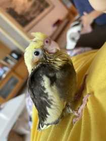 Lost Cockatiel