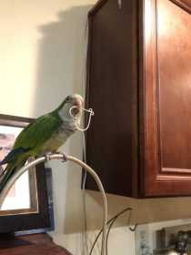 Lost Quaker