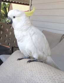 Lost Cockatoo