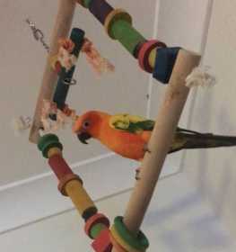 Lost Conure