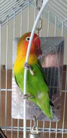 Lost Lovebird