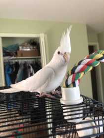 Lost Cockatiel