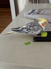 Lost Cockatiel