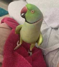 Lost Indian Ringneck Parakeet