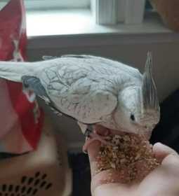 Lost Cockatiel