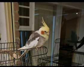 Lost Cockatiel