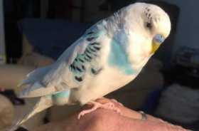 Lost Budgerigar