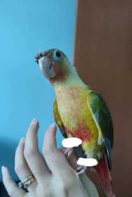 Lost Conure