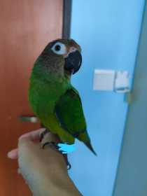 Lost Conure